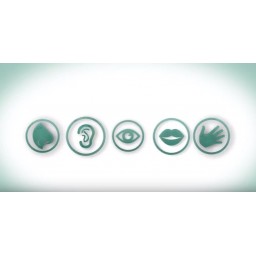 "Five Senses For Glass" "Five Senses For Glass"